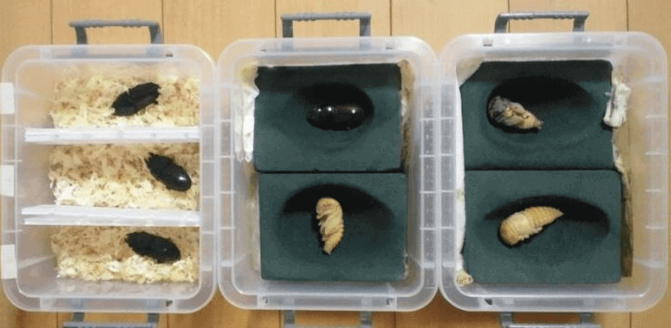 スマトラオオヒラタクワガタ　パタン