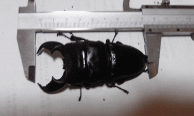 スマトラオオヒラタクワガタ ジャンピ