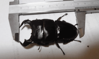 ダイオウヒタラクワガタ