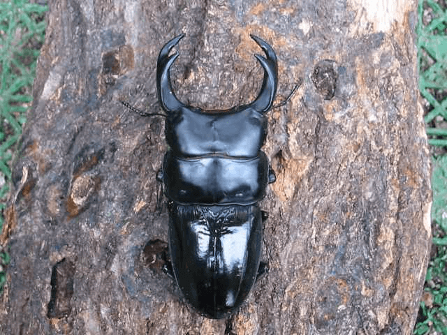 クルビデンスオオクワガタ　インドカリンポン