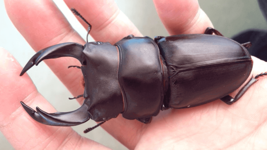 国産オオクワガタ　阿古谷