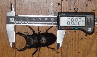 スジブトヒラタクワガタ