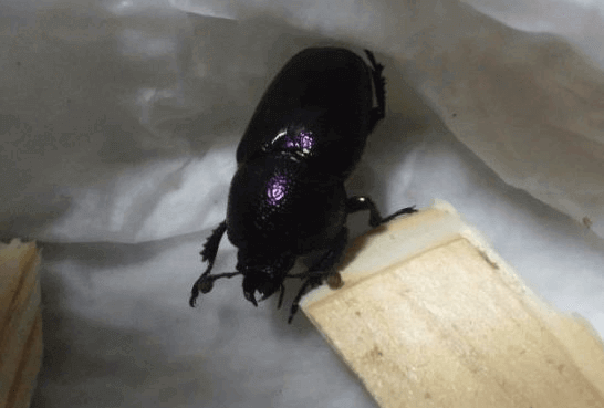 パプアキンイロクワガタ　ワナメF4