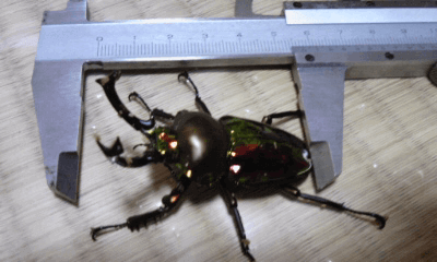 ニジイロクワガタ