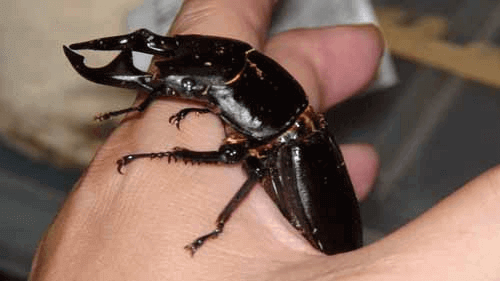 グランディスオオクワガタ インド・ミゾラム州