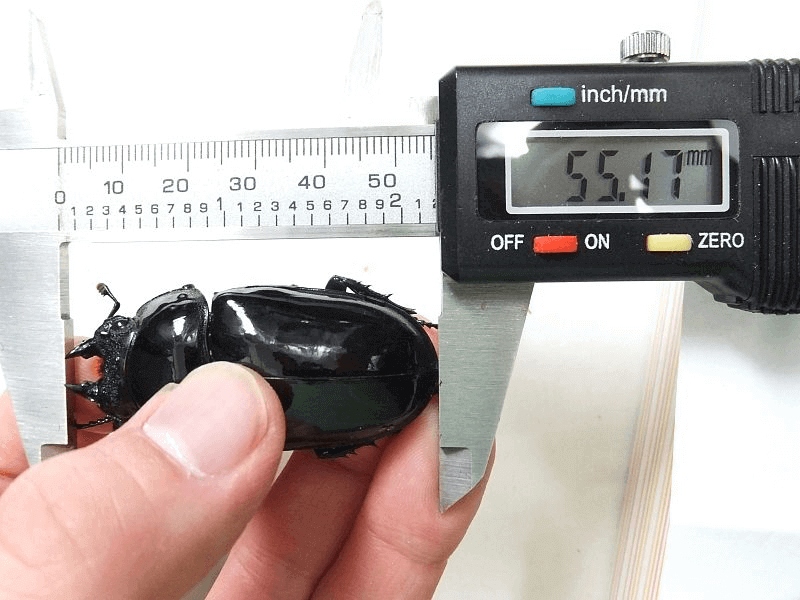 タランドゥスオオツヤクワガタ