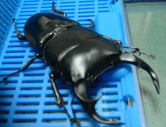 クルビデンスオオクワガタ