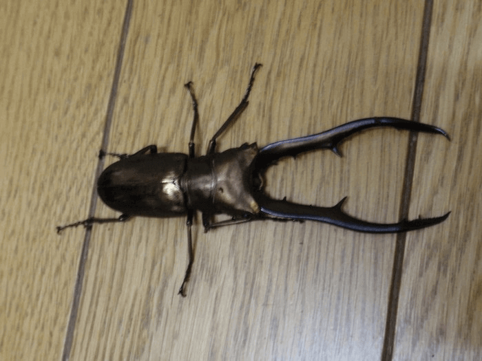 メタリフェルホソアカグワガタ　ペレン