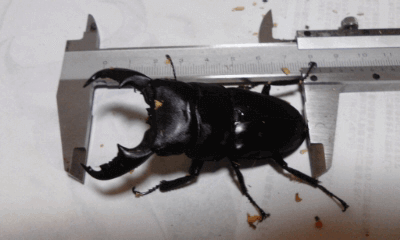 オオヒラタクワガタ　ネバビスカヤべランセ産