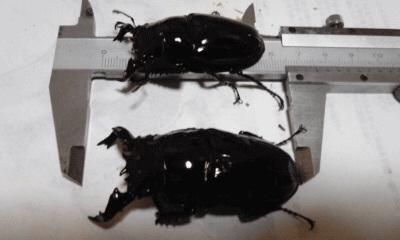 タランドゥスオオツヤクワガタ