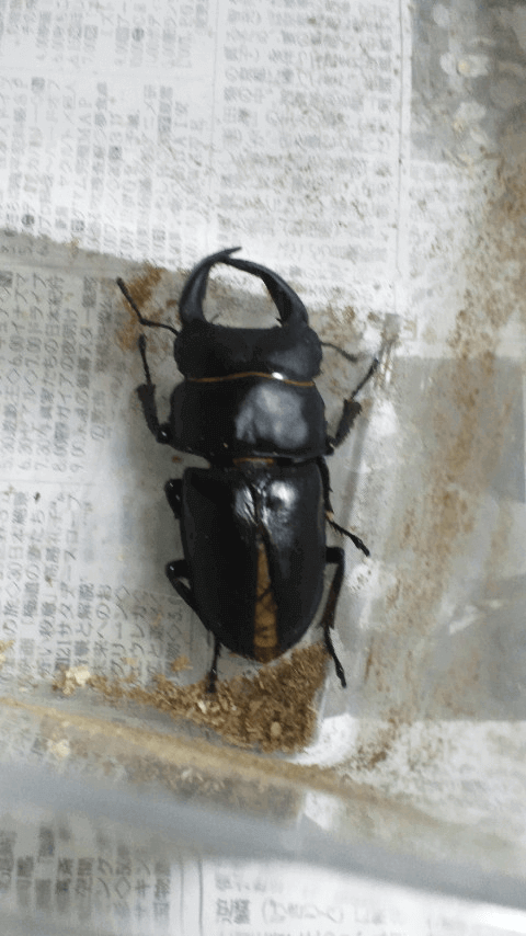 国産オオクワガタ 岡山県