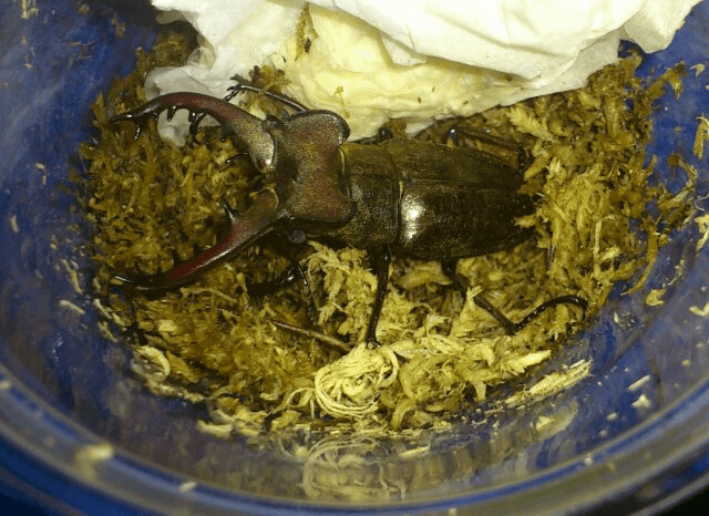 国産ミヤマクワガタ 香川