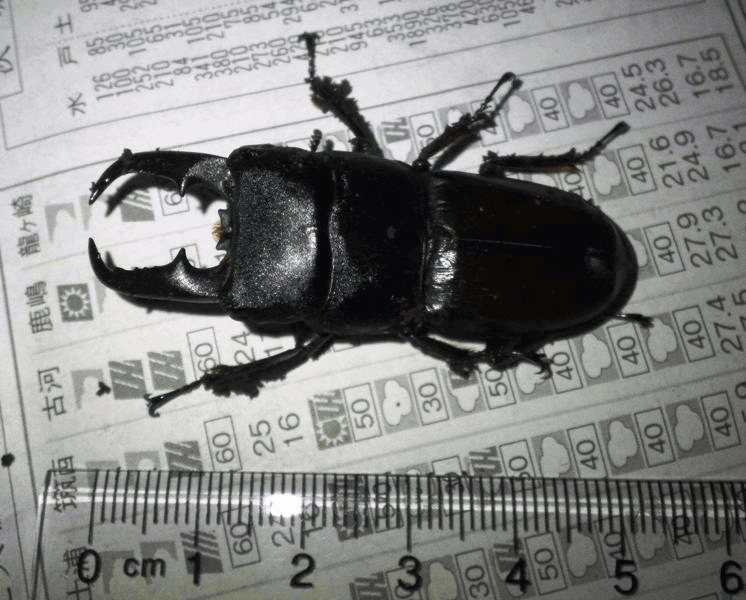 国産ヒラタクワガタ