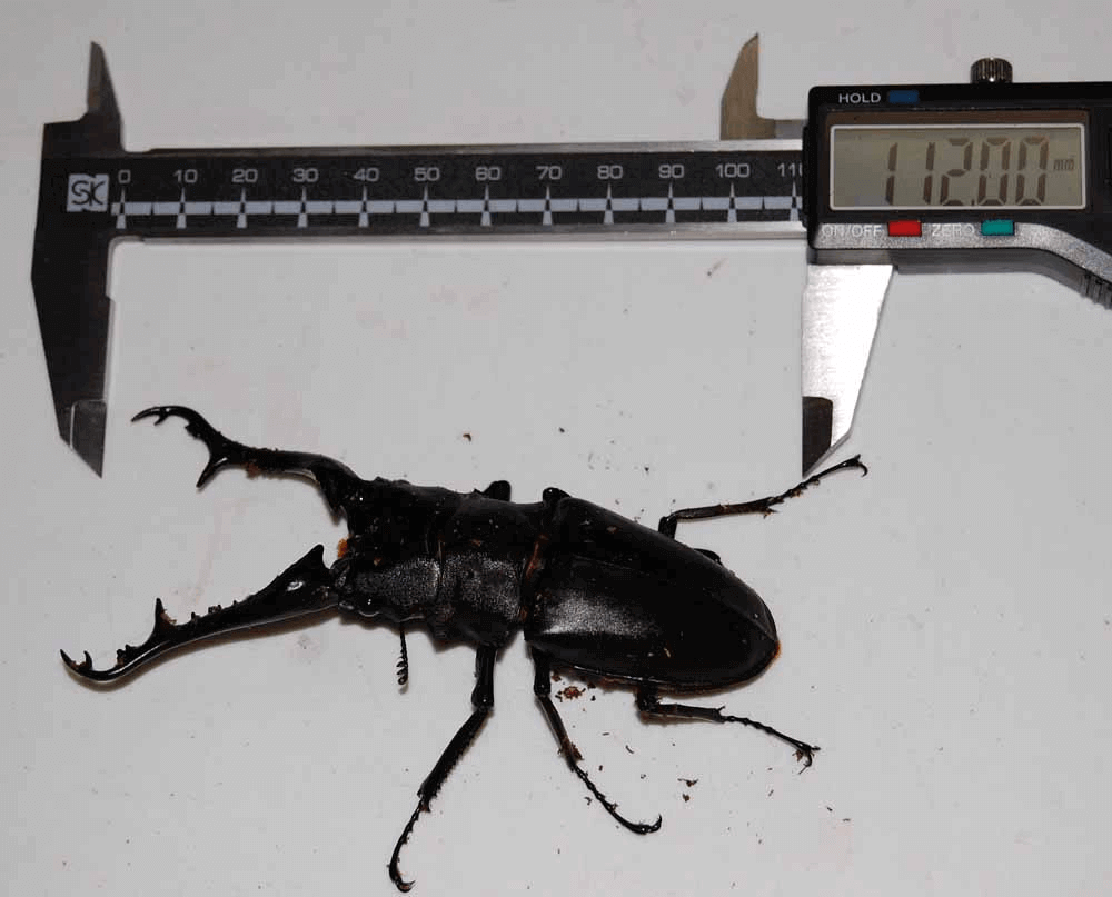 ギラファノコギリクワガタ　ロンボク