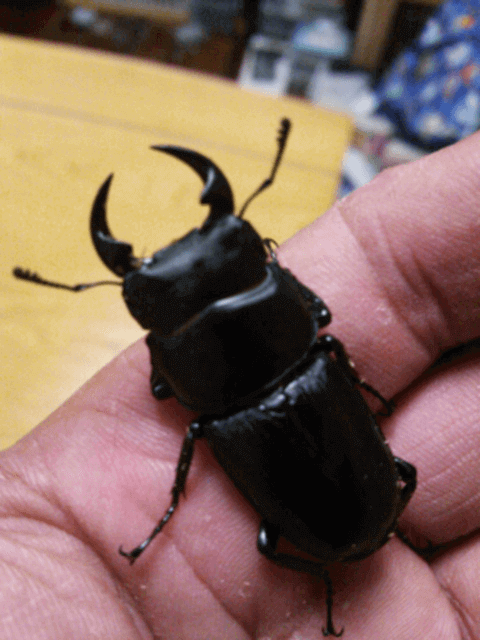 国産オオクワガタ　韮崎