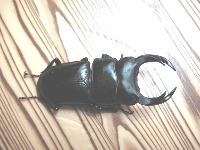 国産オオクワガタ　産地不明