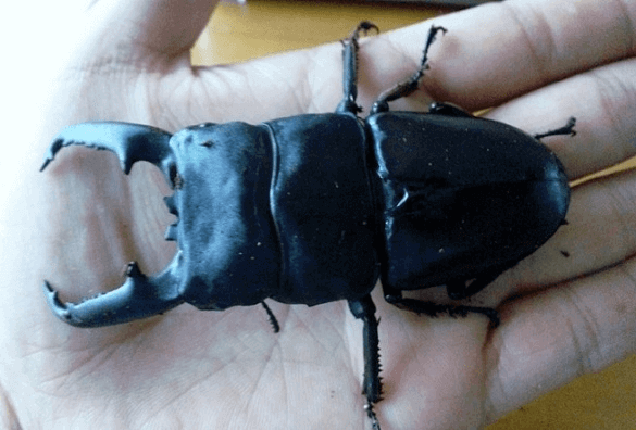 パラワンオオヒラタクワガタ