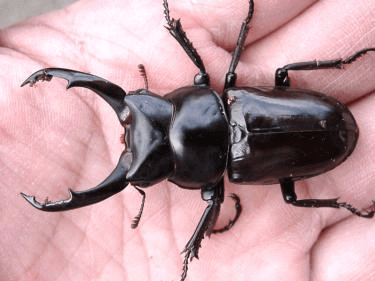 ネプチューンオオカブト