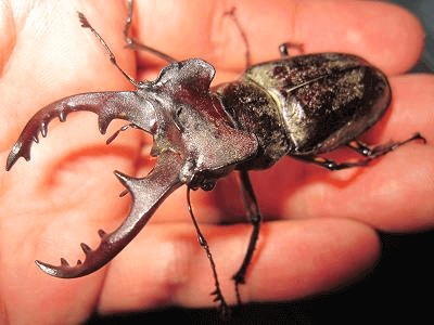 国産ミヤマクワガタ 北海道