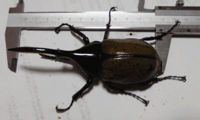 ヘラクレス・ヘラクレス　グアドルーブ