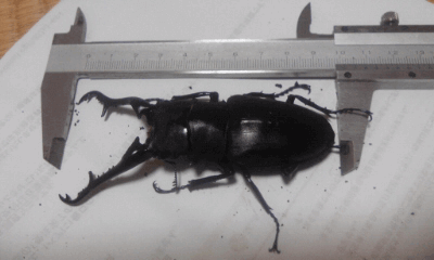 ギラファノコギリクワガタ　フローレス