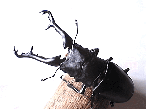 ギラファノコギリクワガタ　フローレス