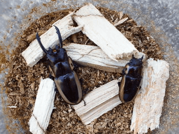 ビソンノコギリクワガタ