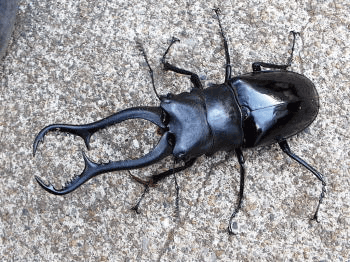 ギラファノコギリクワガタ　マキタイ