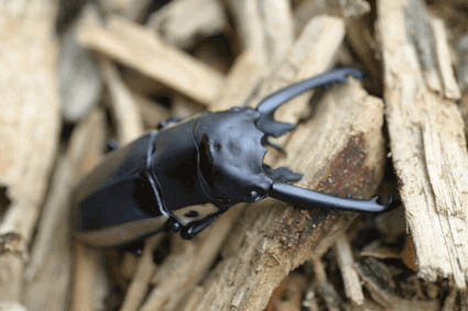 ビソンノコギリクワガタ