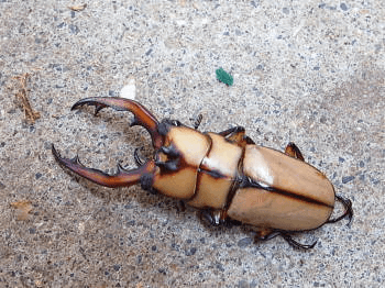 カネギエーテルノコギリクワガタ