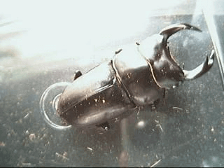 国産オオクワガタ 山梨