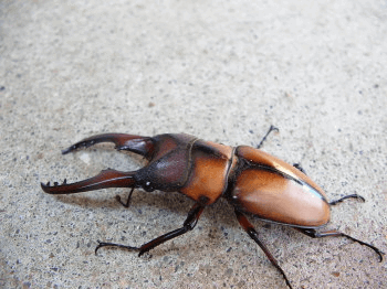 モーニッケノコギリクワガタ