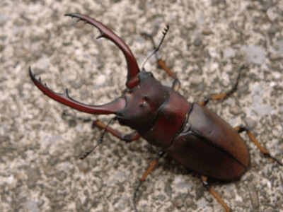 アスタコイデスノコギリクワガタ　ジャワ