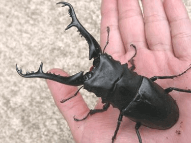 ギラファノコギリクワガタ　フローレス