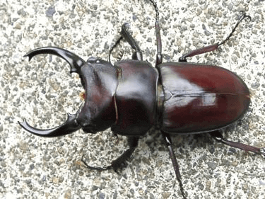 スペンスノコギリクワガタ