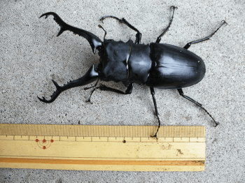 ギラファノコギリクワガタ　フローレス