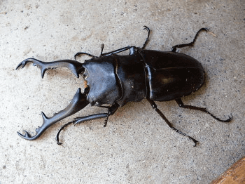 ギラファノコギリクワガタ　フローレス