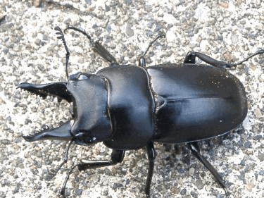 セリコルニスノコギリクワガタ