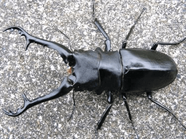 ギラファノコギリクワガタ