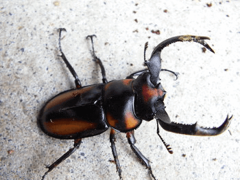 スペキオススシカクワガタ