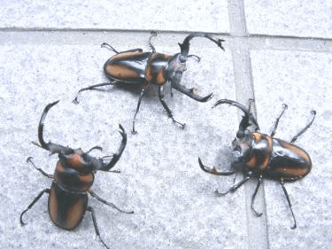 スペキオススシカクワガタ