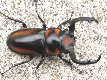 スペキオススシカクワガタ