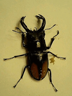 セアカフタマタクワガタ