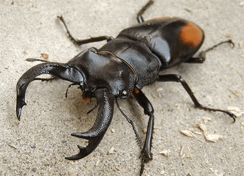 セアカフタマタクワガタ