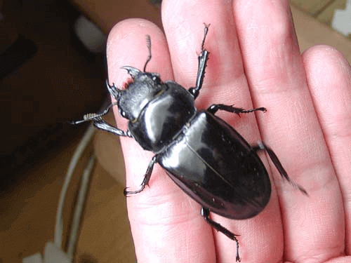 セアカフタマタクワガタ