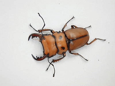 メリーメンガタクワガタ