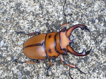 グラディアトールメンガタクワガタ