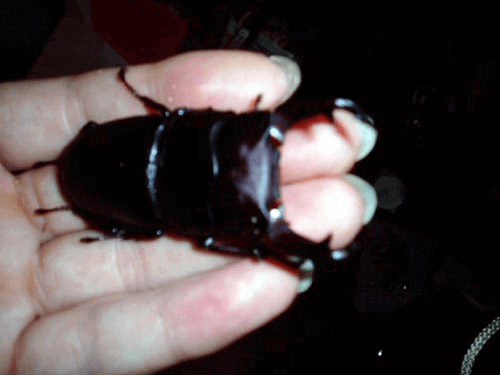 国産オオクワガタ 山梨中巨摩郡F1