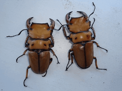 メリーメンガタクワガタ