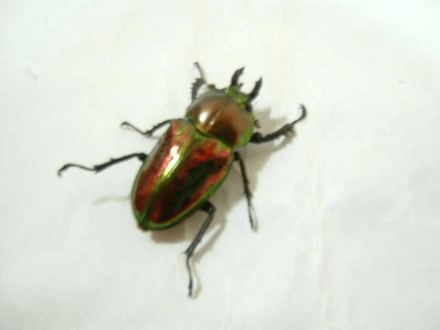 ニジイロクワガタ